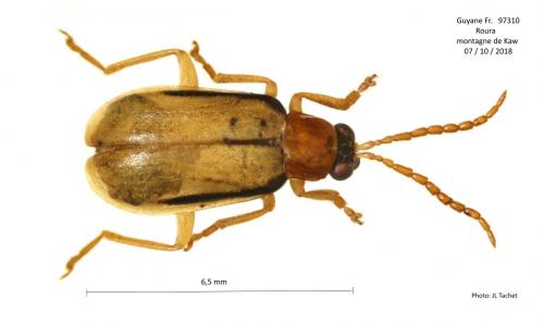 Réf. 222 224 : Diabrotica sp.